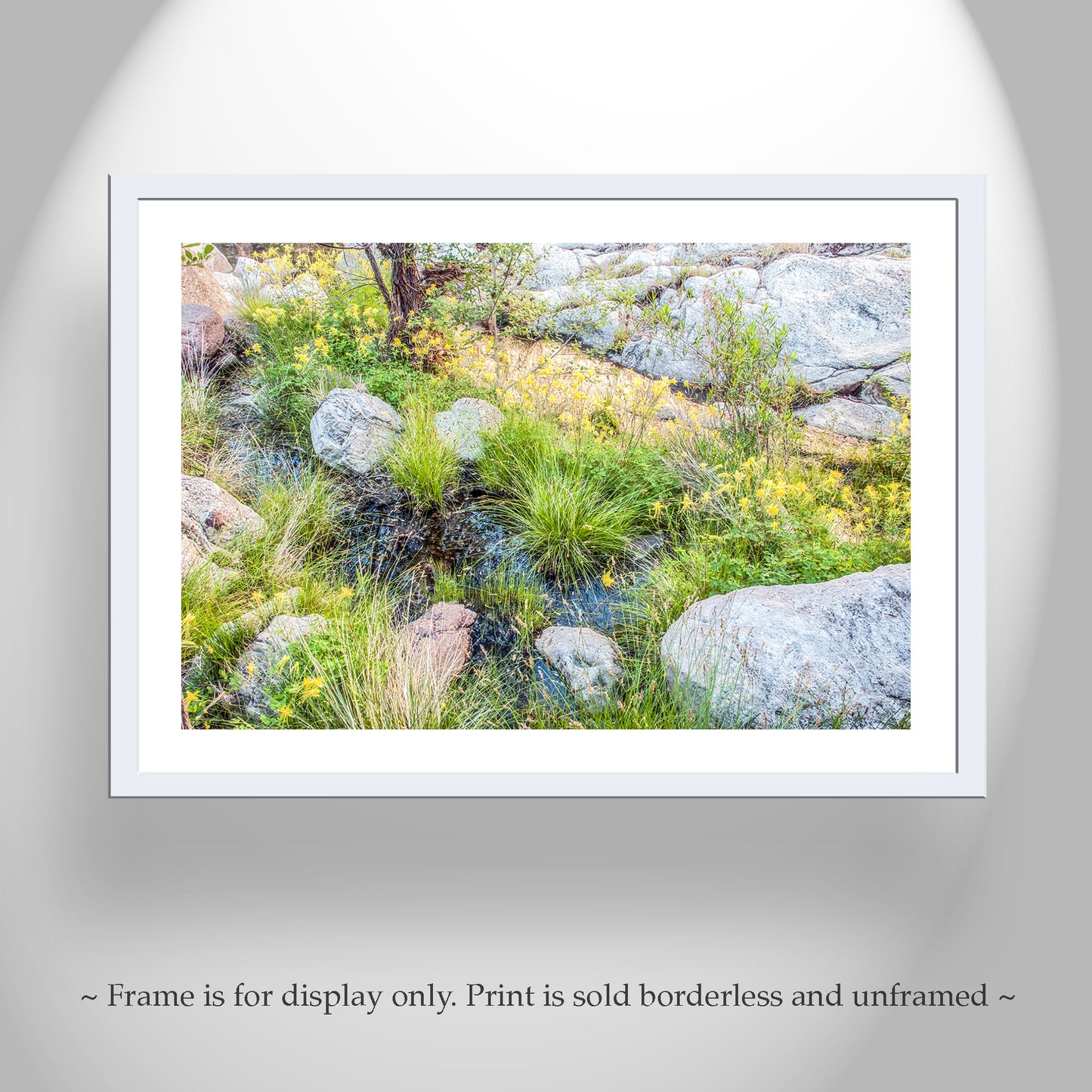Wildflower Photo Artwork in Arizona Desert Canyon Oasis
