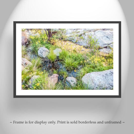 Yellow Columbine Wildflower Art Print | Arizona Desert Canyon