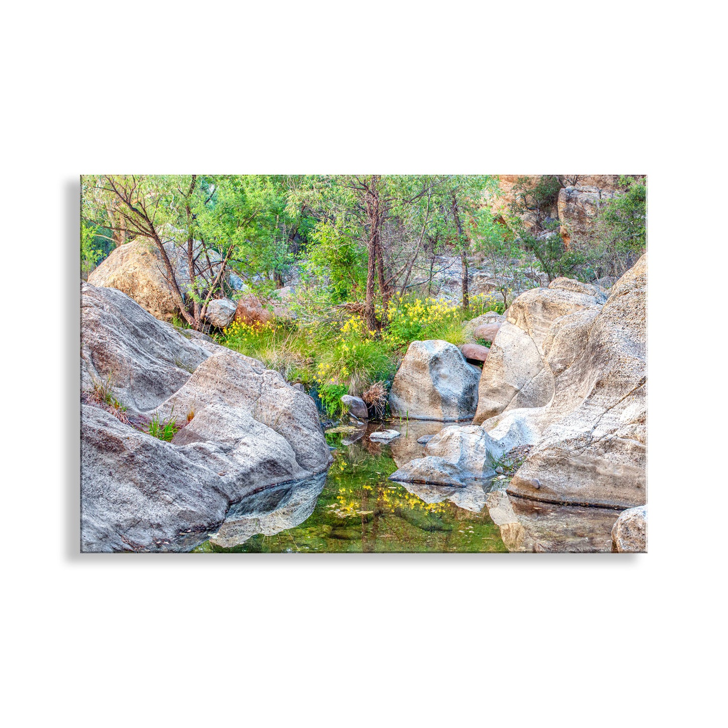 Desert Oasis Canyon Creek Wildflowers as Fine Art Nature Print