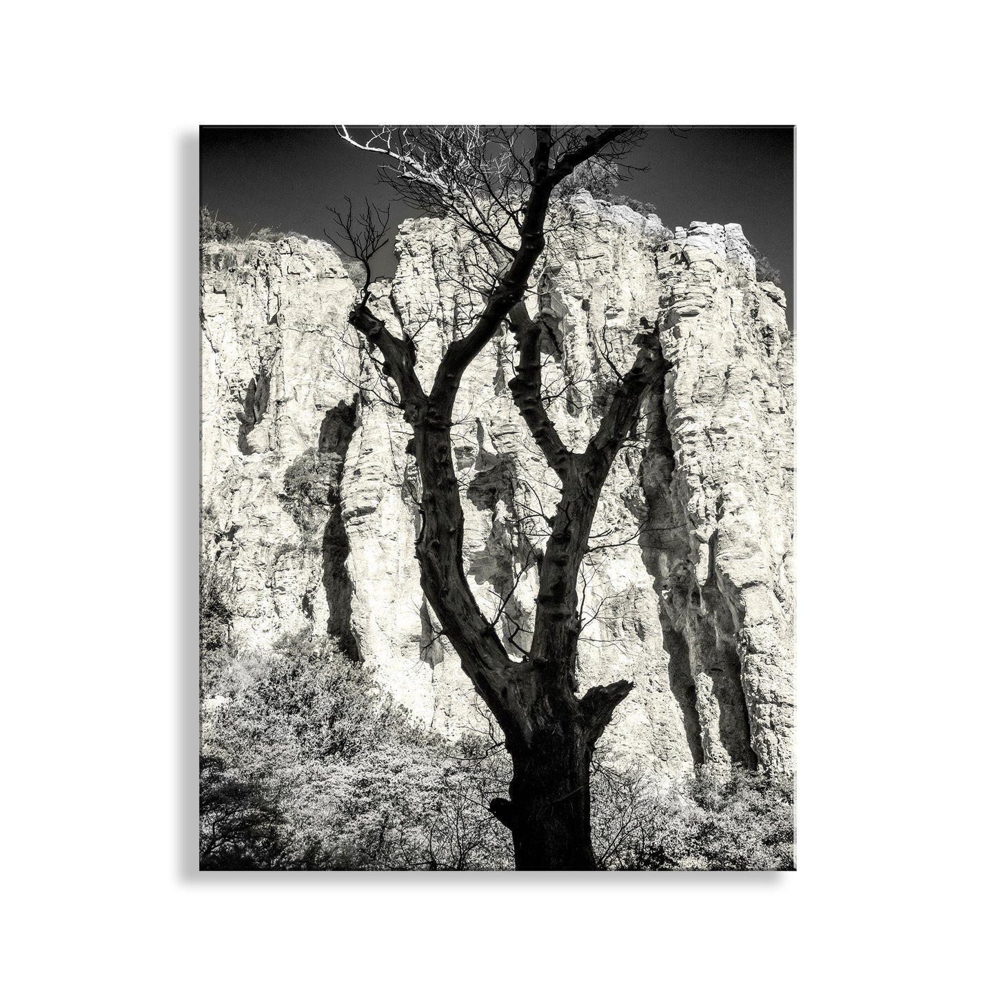 Desert Canyon Tree Silhouette in Sepia in Southern Arizona USA