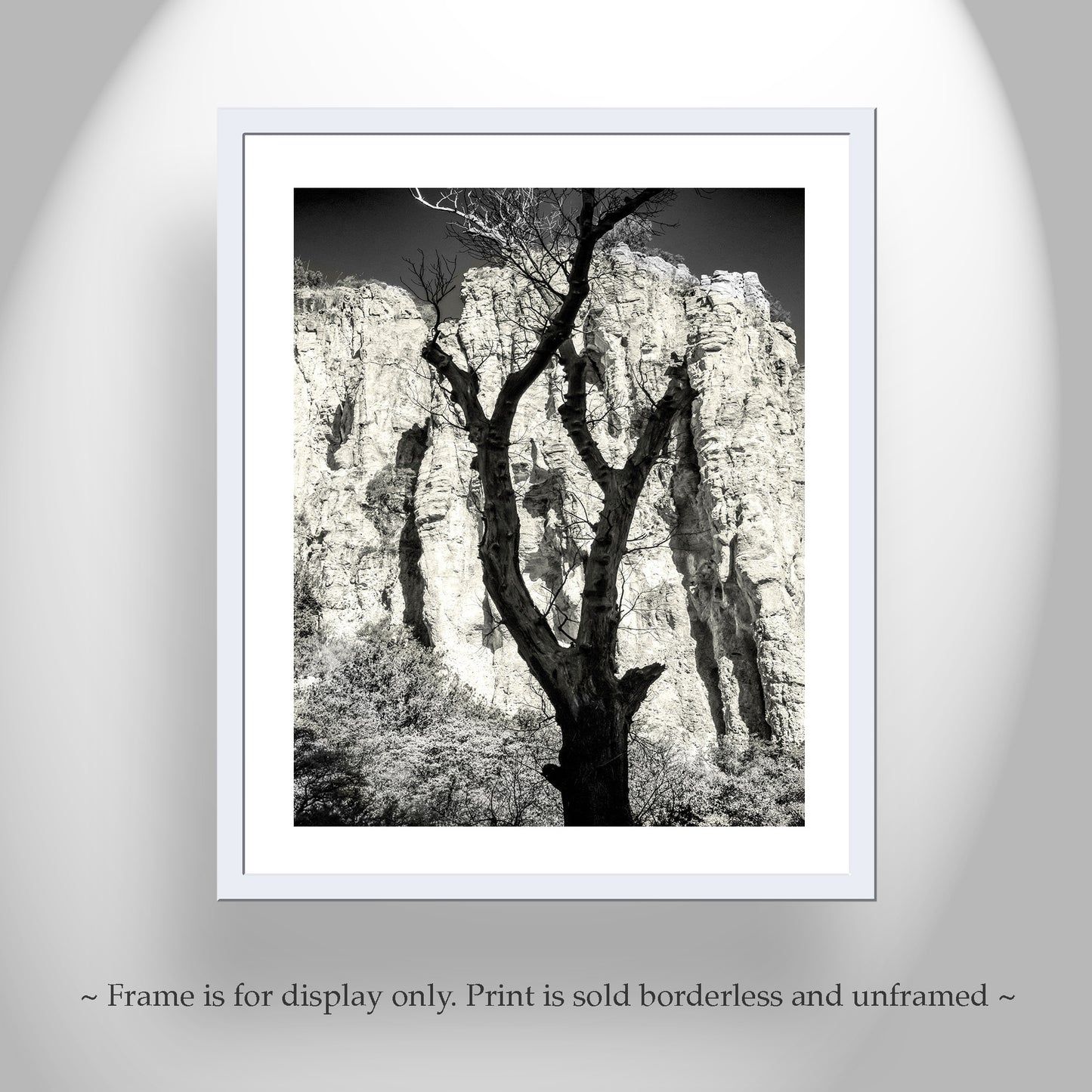 Desert Canyon Tree Silhouette in Sepia in Southern Arizona USA
