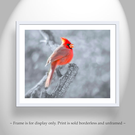 Red Cardinal Art | Winter Bird Photography Print Madera Canyon