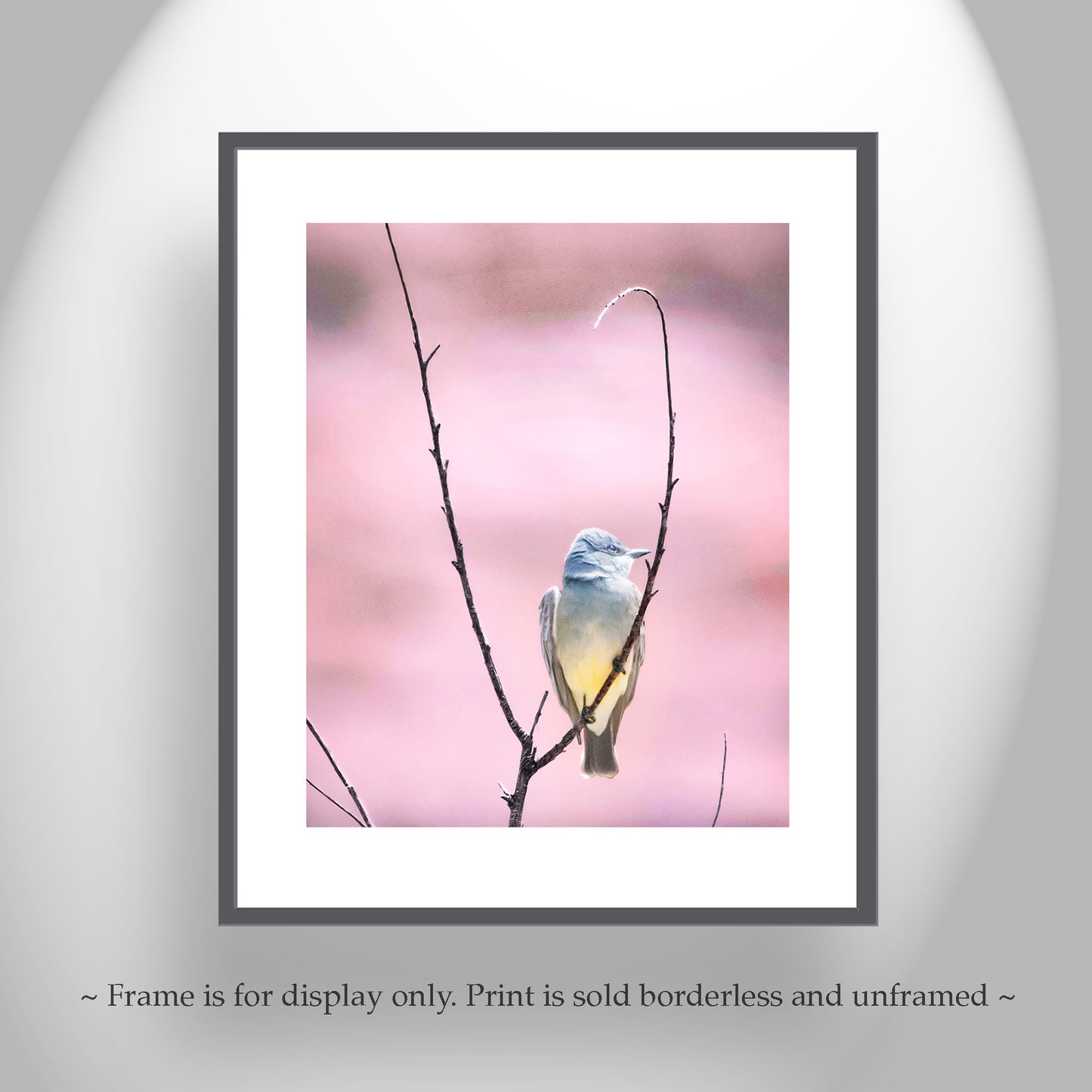Cassins Kingbird Wall Art as Minimalist Home Decor