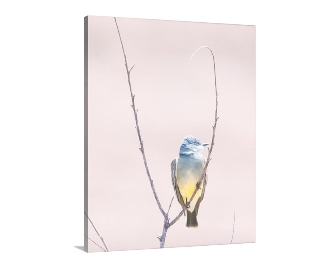 Cassins Kingbird Wall Art as Minimalist Home Decor