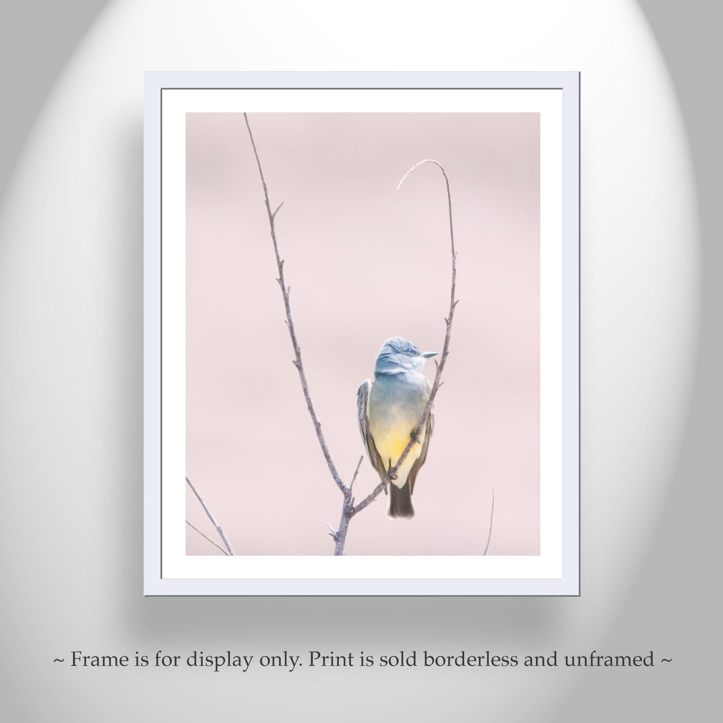Cassins Kingbird Wall Art as Minimalist Home Decor