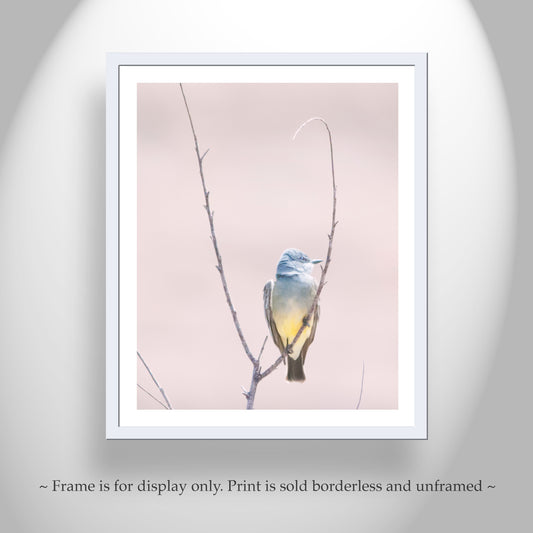 Cassin's Kingbird Wall Art - Arizona Minimalist Bird Home Decor