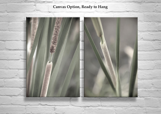 Reeds and Cattails Set of 2 Prints | Arizona Wetlands Nature Photography