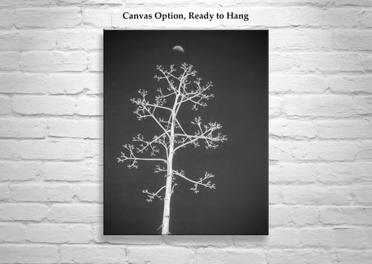 Agave Art Print in Surreal Black and White with Arizona Desert Moon