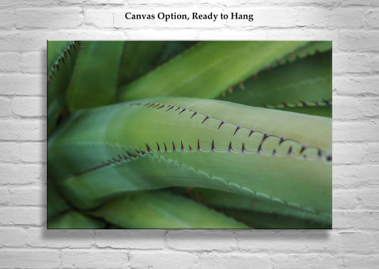 Green Agave Nature Decor as Arizona Desert Botanical Wall Art