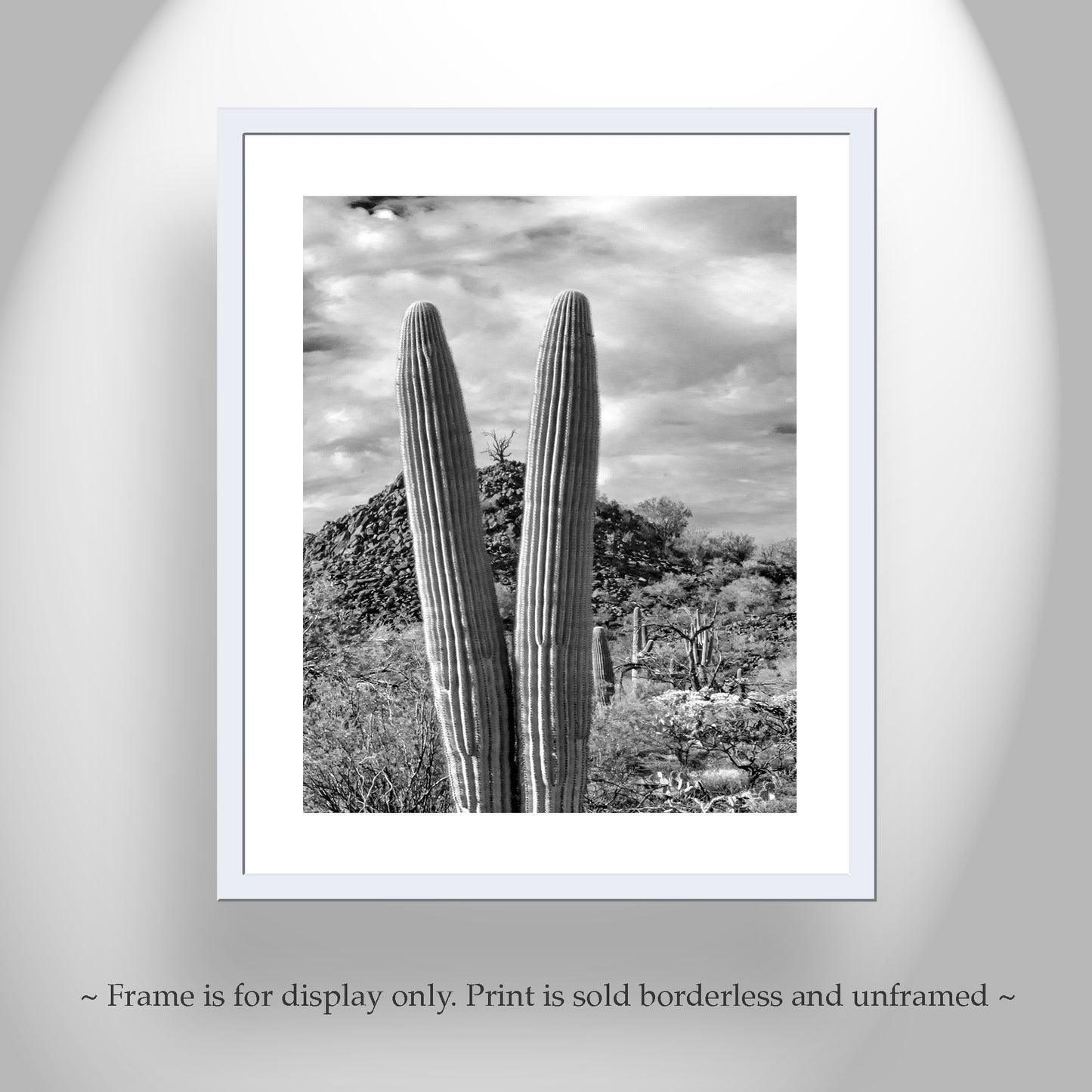 Cactus Decor with Desert Landscape at Cocoraque Butte Tucson Arizona