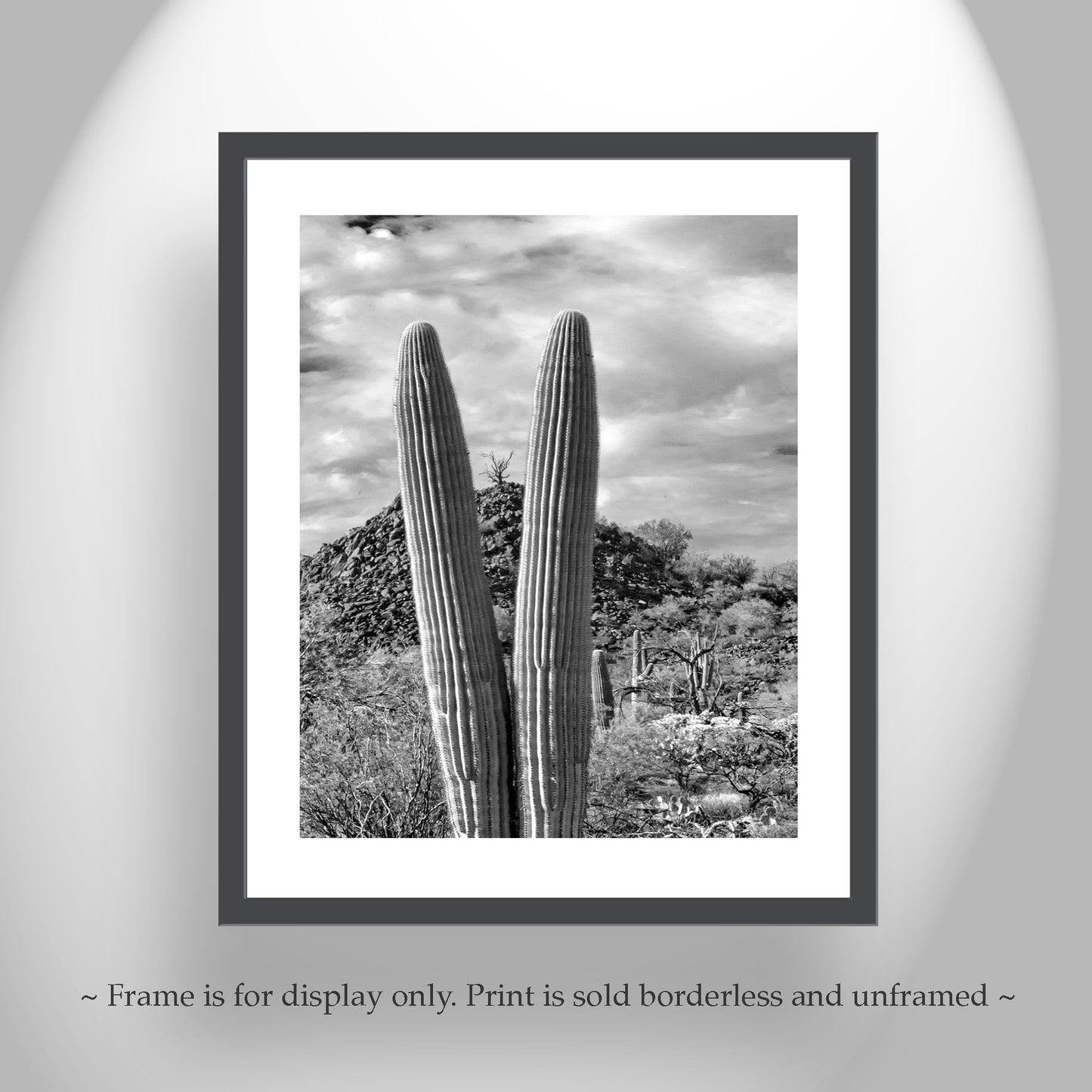 Cactus Decor with Desert Landscape at Cocoraque Butte Tucson Arizona