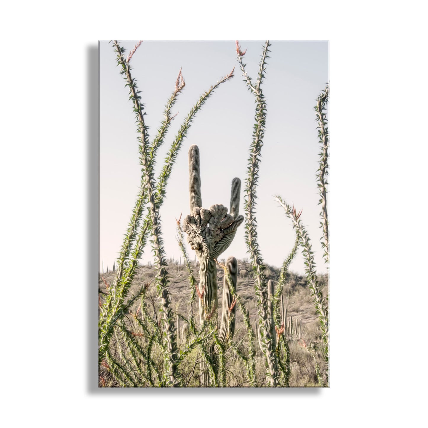 Crested Saguaro Picture with Ocotillo in Arizona Desert Landscape