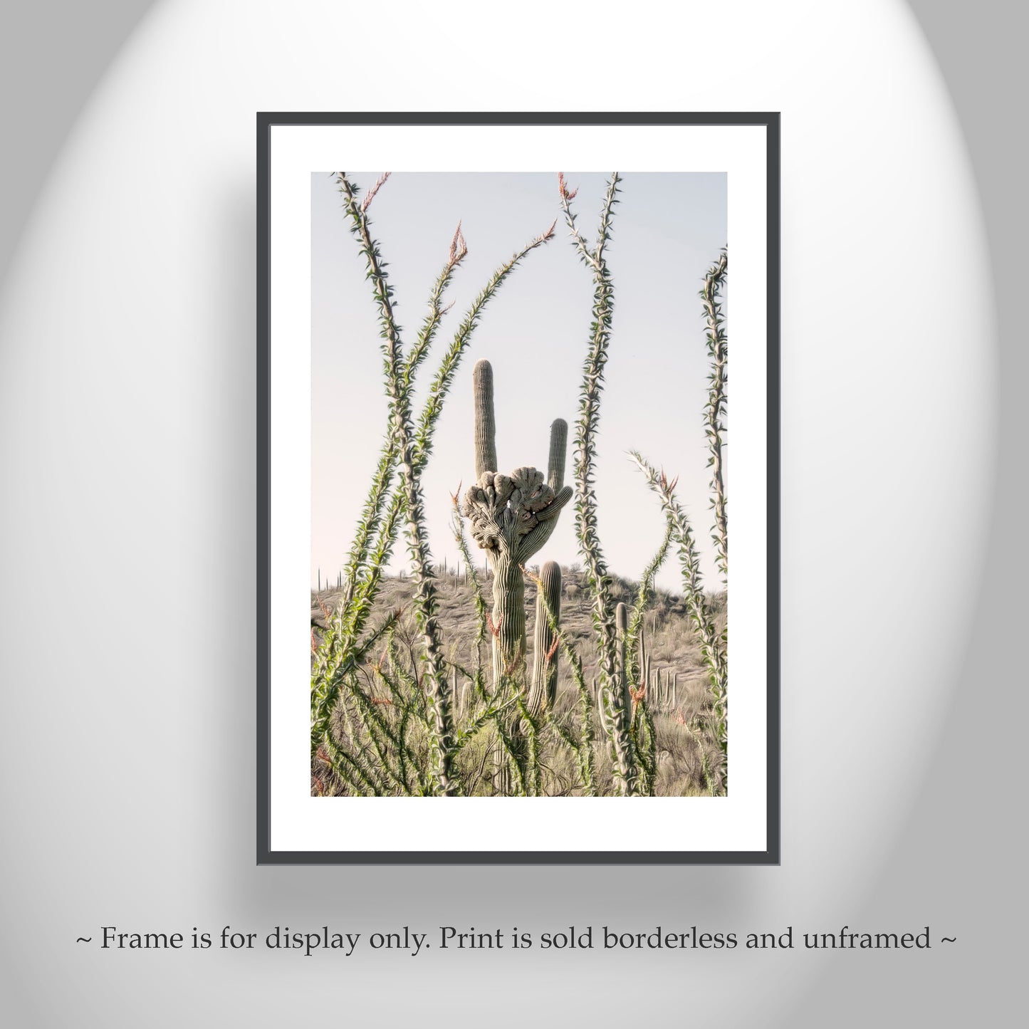 Crested Saguaro Picture with Ocotillo in Arizona Desert Landscape