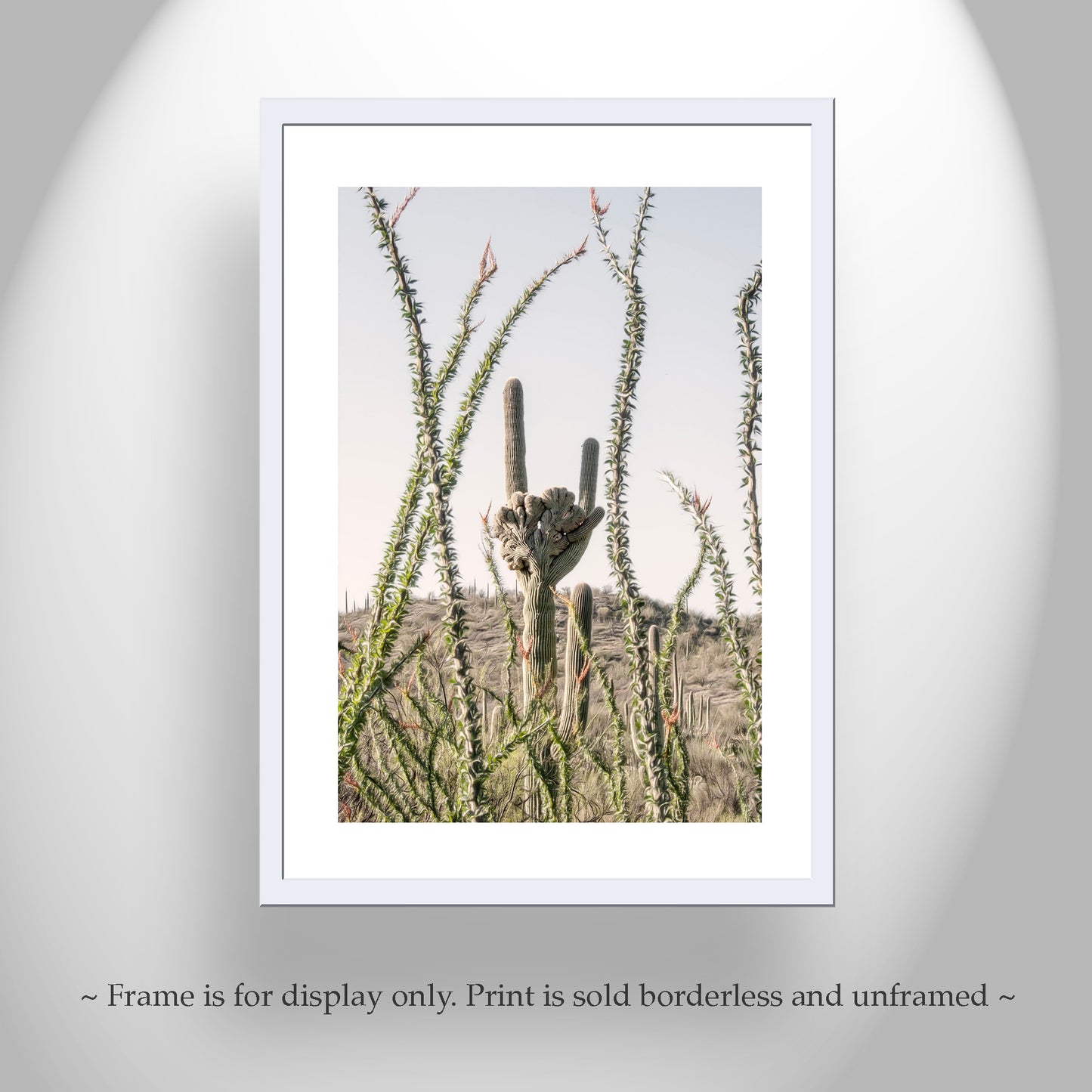 Crested Saguaro Picture with Ocotillo in Arizona Desert Landscape