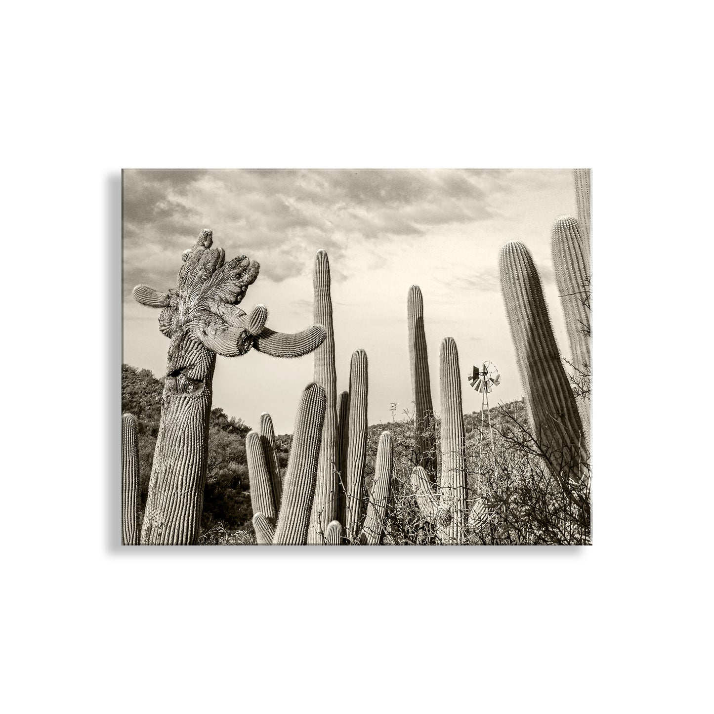 Cactus Landscape Wall Decor with Crested Cactus