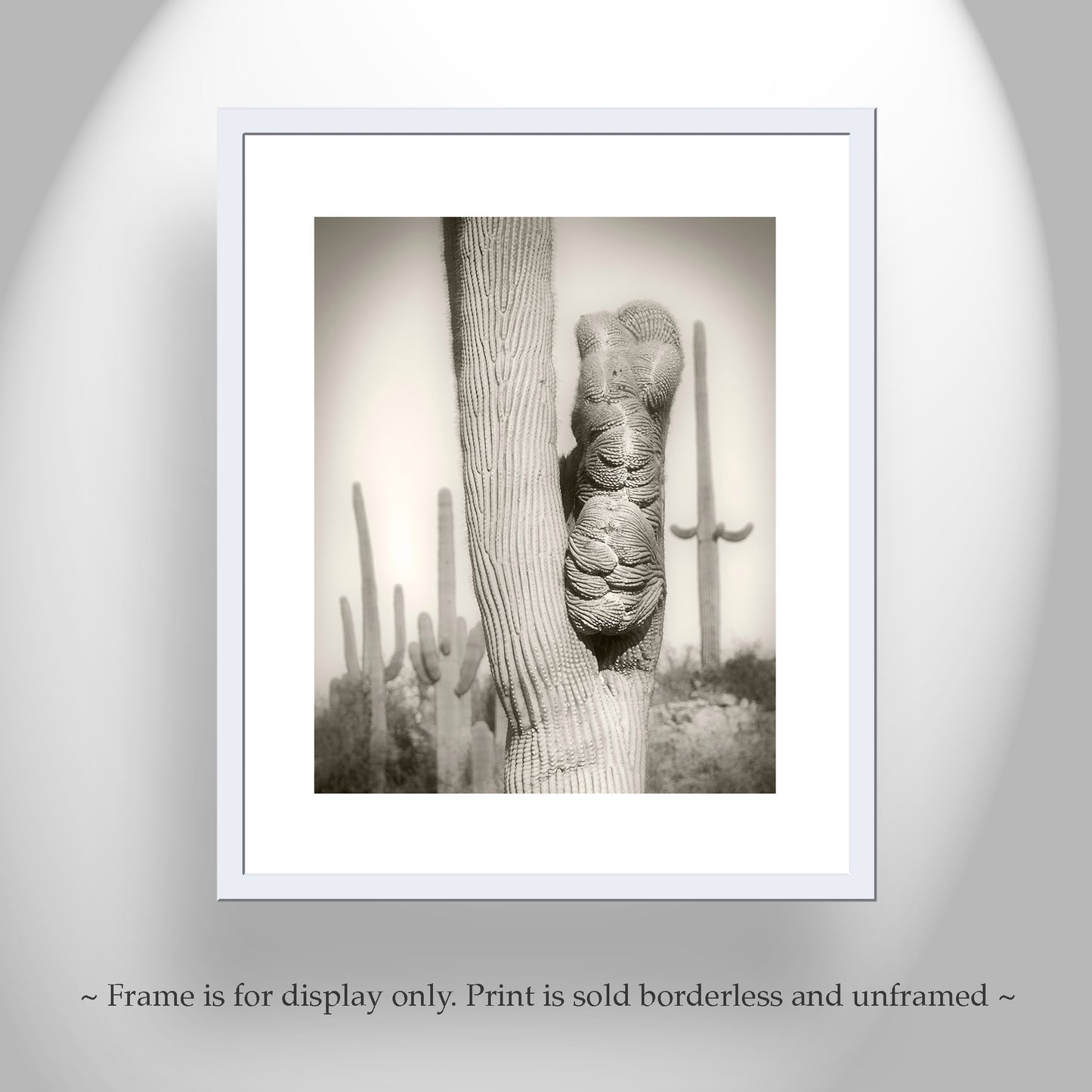 Crested Cactus Artwork as Tucson Arizona Desert Wall Decor