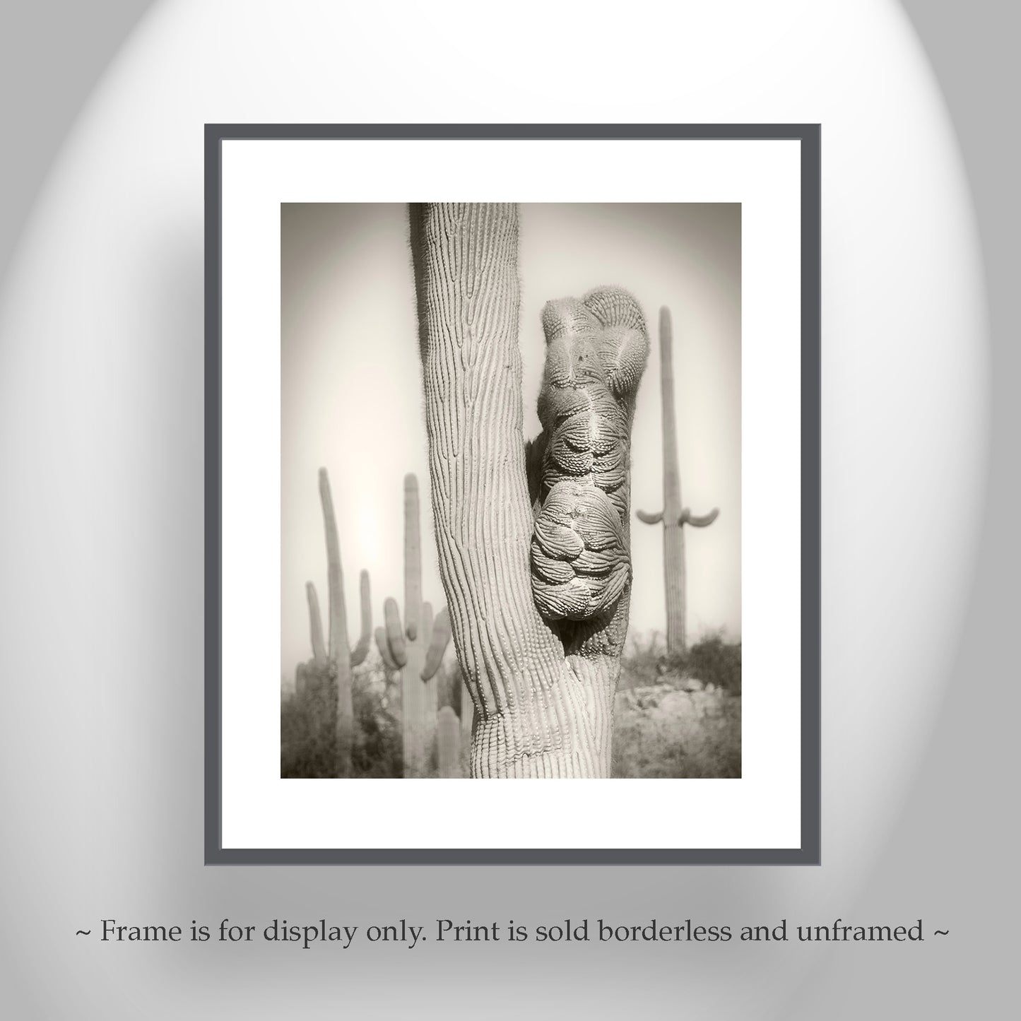 Crested Cactus Artwork as Tucson Arizona Desert Wall Decor