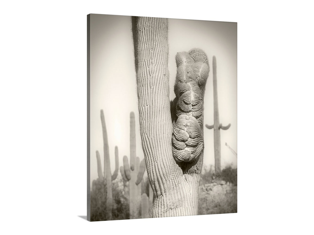 Crested Cactus Artwork as Tucson Arizona Desert Wall Decor