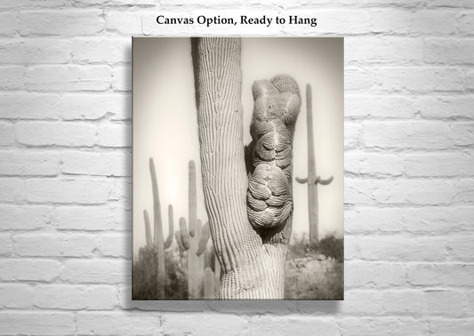 Crested Cactus Artwork as Tucson Arizona Desert Wall Decor