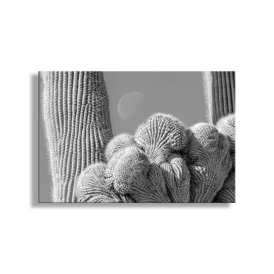 A close-up black and white photograph of a cactus plant with a full moon visible in the background. Crested Cactus & Moon | Saguaro National Park Tucson Wall Art