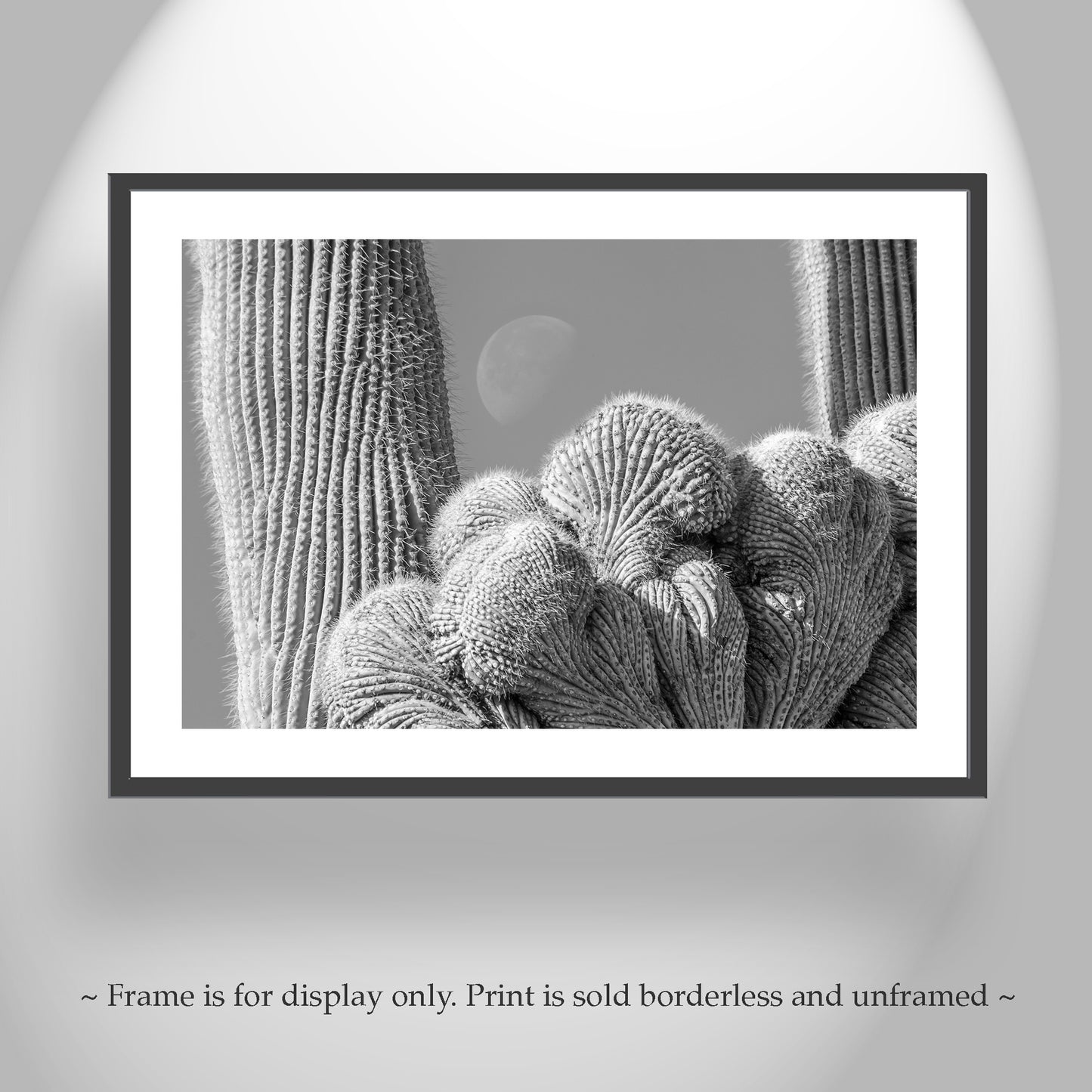 Crested Cactus And Moon Art Print from Saguaro National Park Tucson