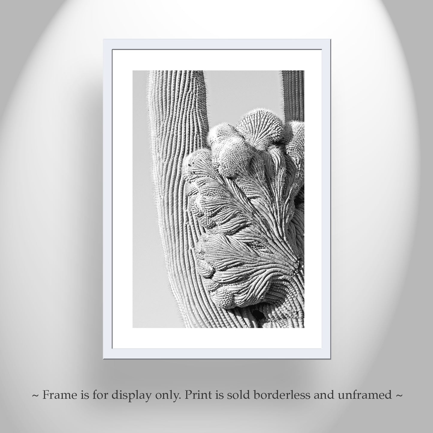 Black and White Desert Cactus Art in Tucson Arizona Set of 2 Prints