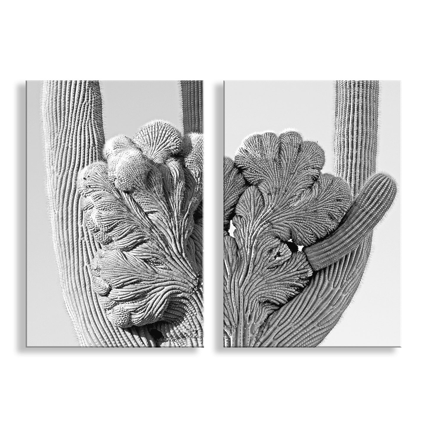 Black and White Desert Cactus Art in Tucson Arizona Set of 2 Prints
