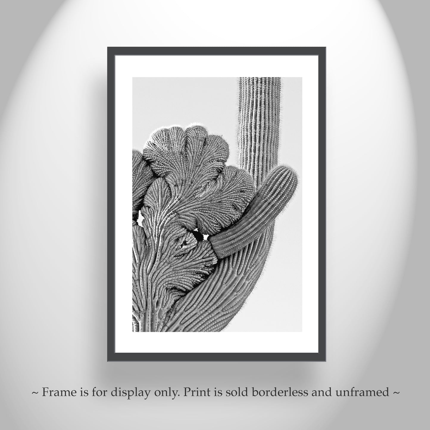Black and White Desert Cactus Art in Tucson Arizona Set of 2 Prints
