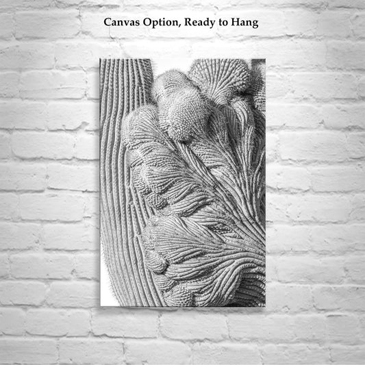 Abstract Cactus Art at Saguaro National Park | Black & White Tucson