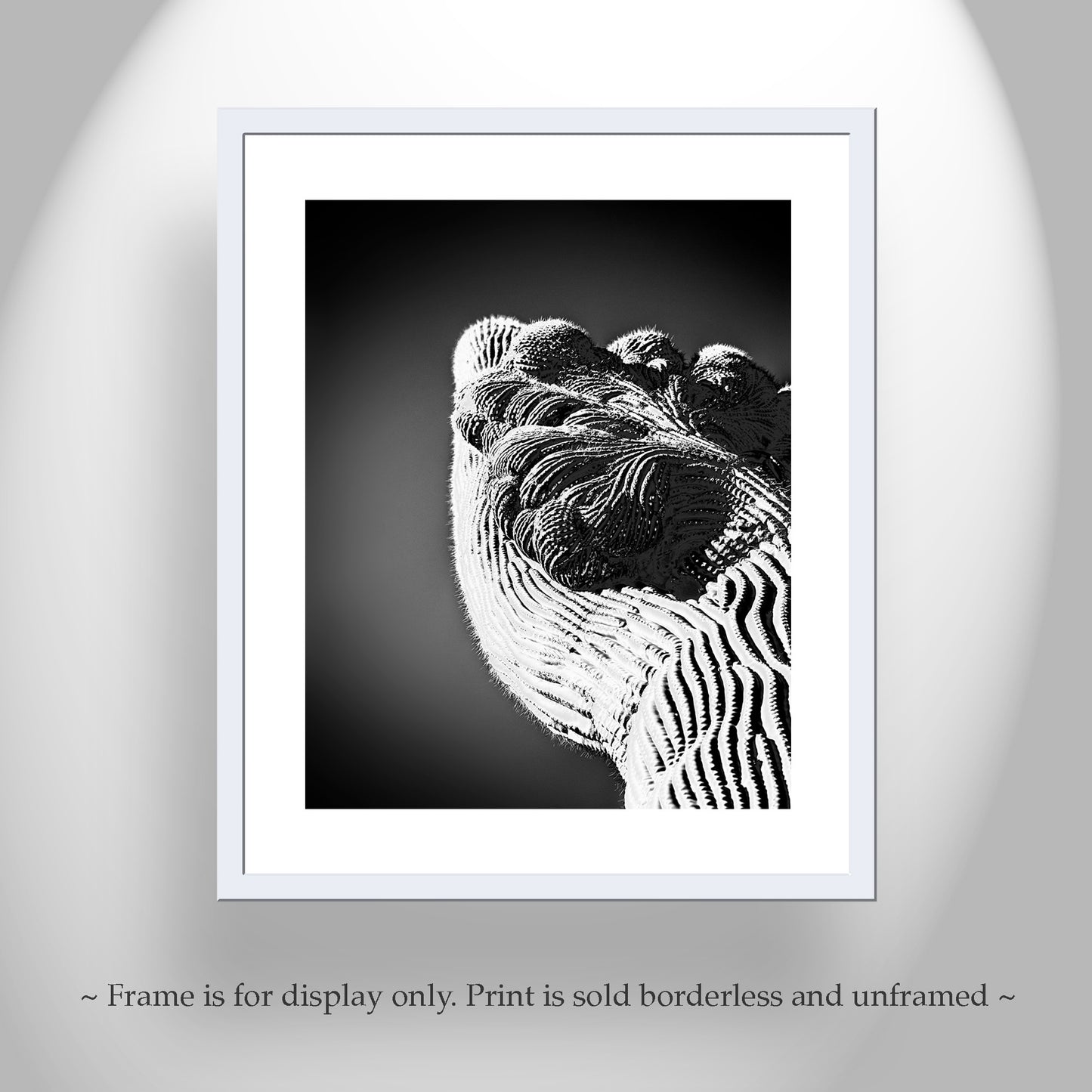 Crested Cactus Abstract Art in Black and White | Arizona Desert Decor