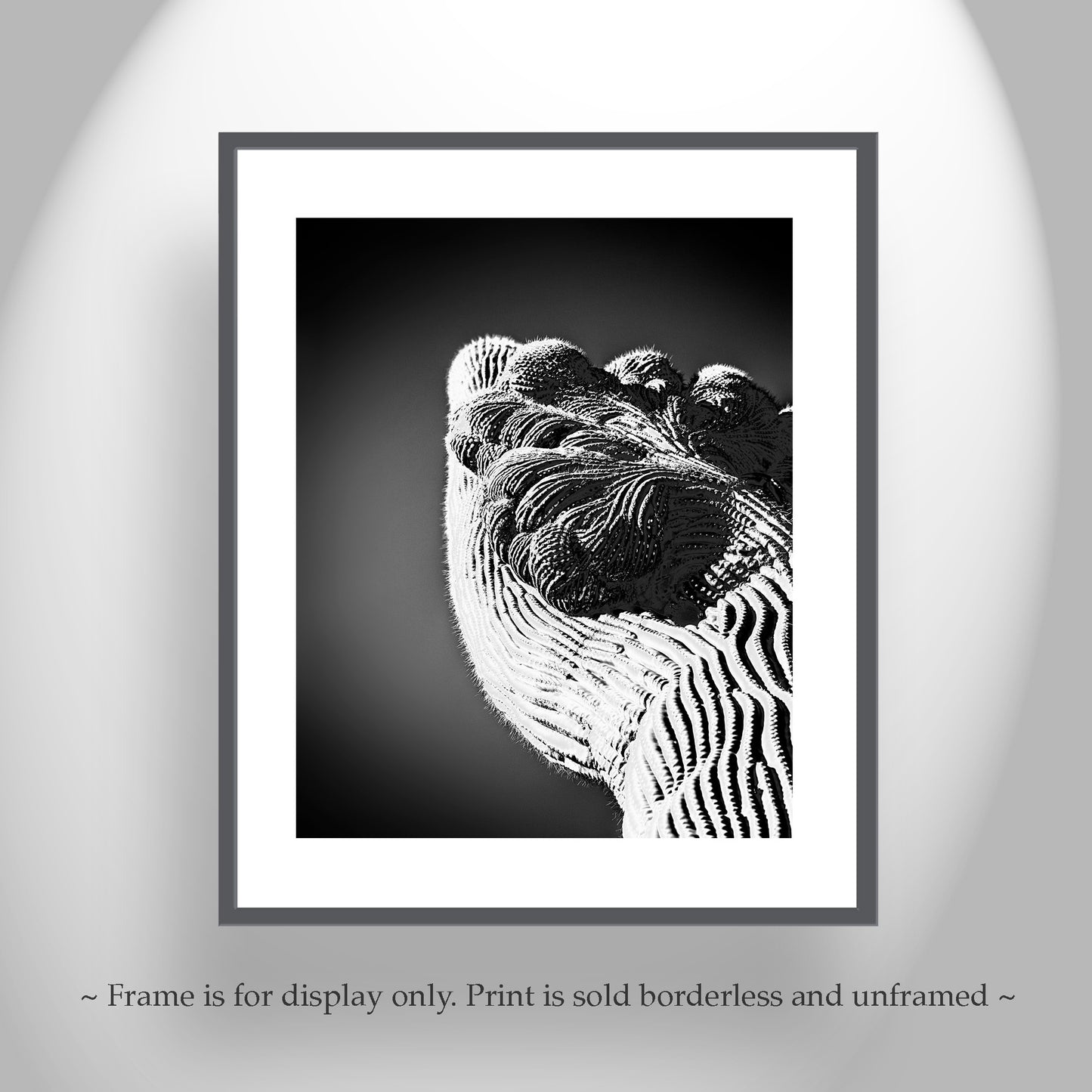Crested Cactus Abstract Art in Black and White | Arizona Desert Decor