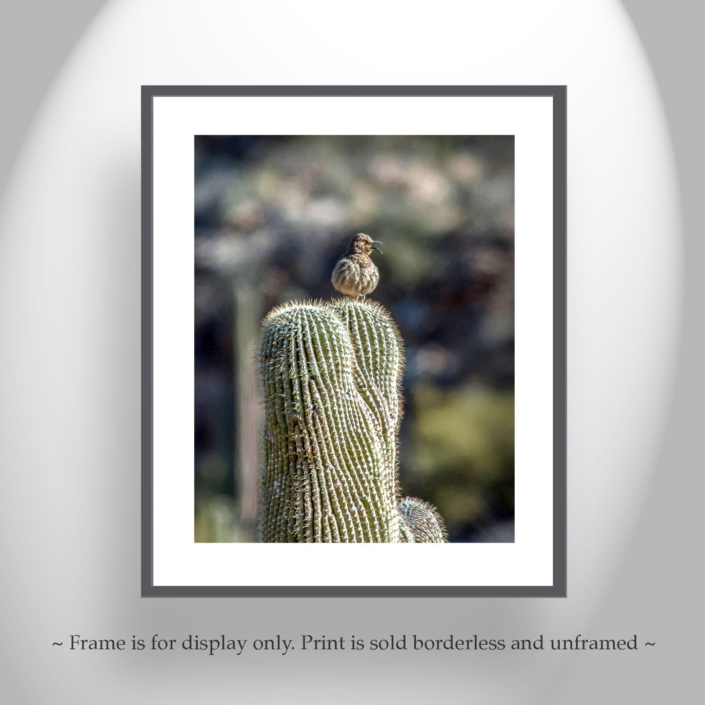 Desert Saguaro Cactus Thrasher Bird Art in Southwestern Style