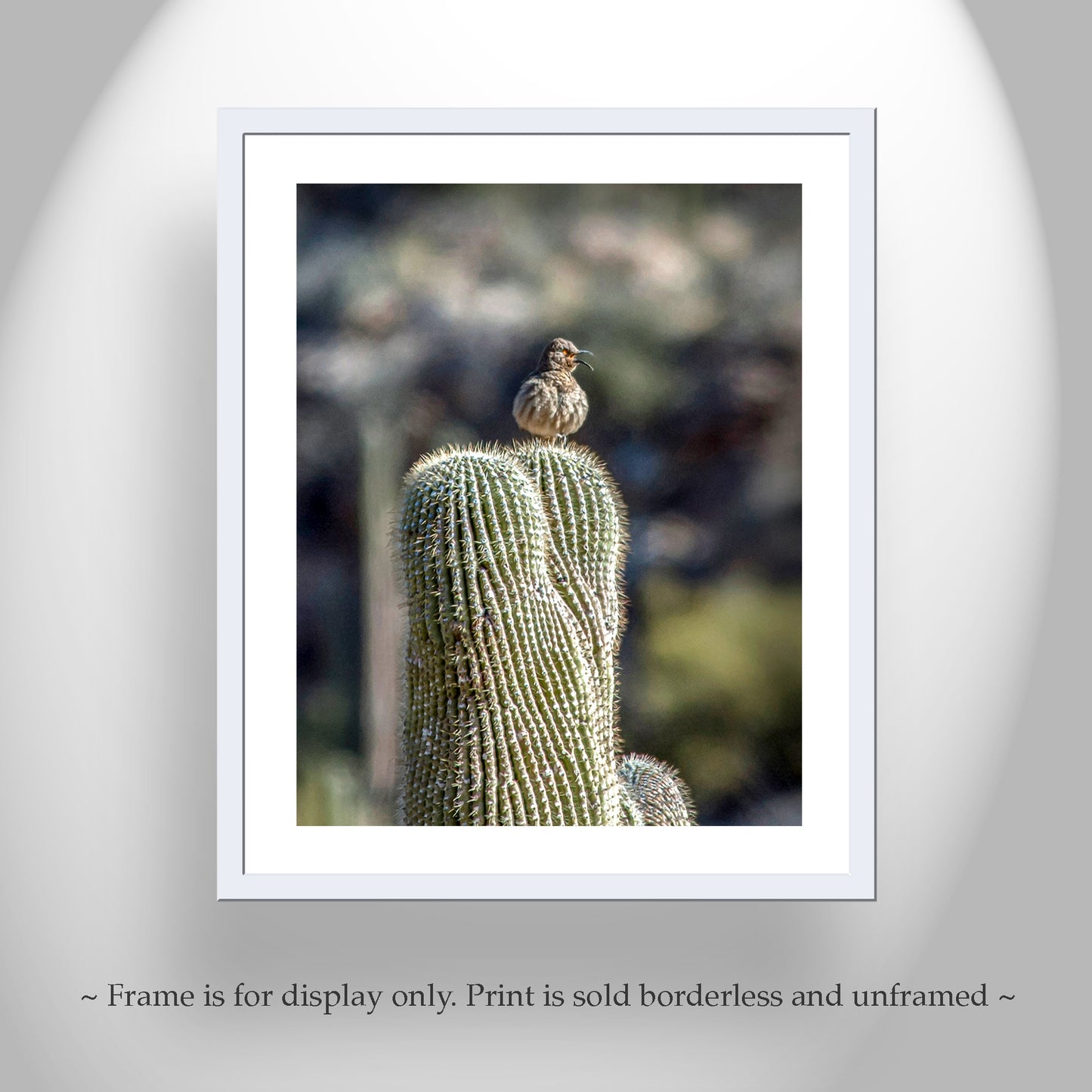Desert Saguaro Cactus Thrasher Bird Art in Southwestern Style