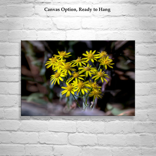 Arizona Desert Canyon Wildflower Nature Photography