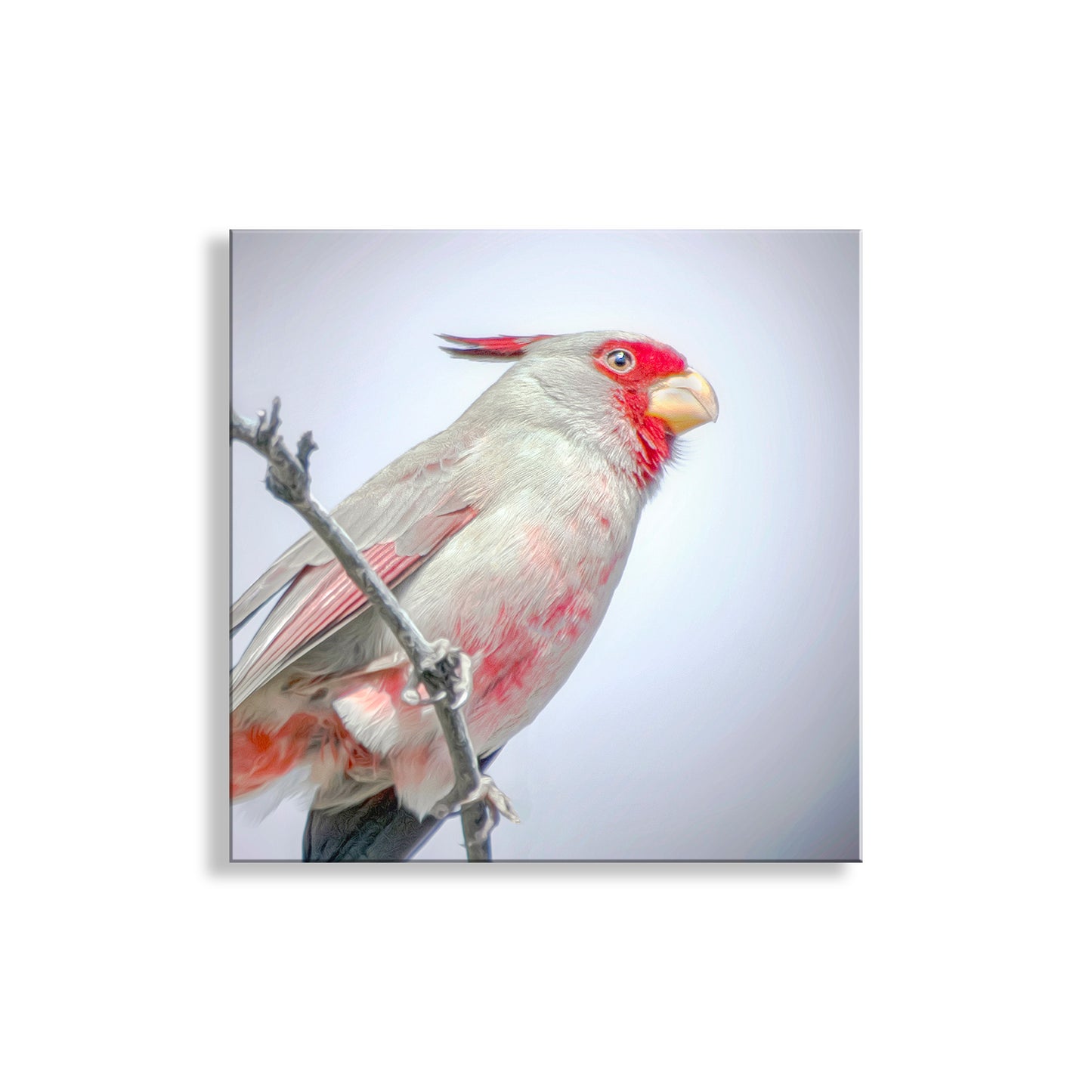 Pastel Bird Art with Desert Cardinal Pyrrhuloxia on Square Print