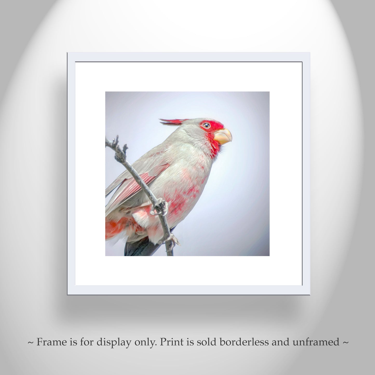 Pastel Bird Art with Desert Cardinal Pyrrhuloxia on Square Print