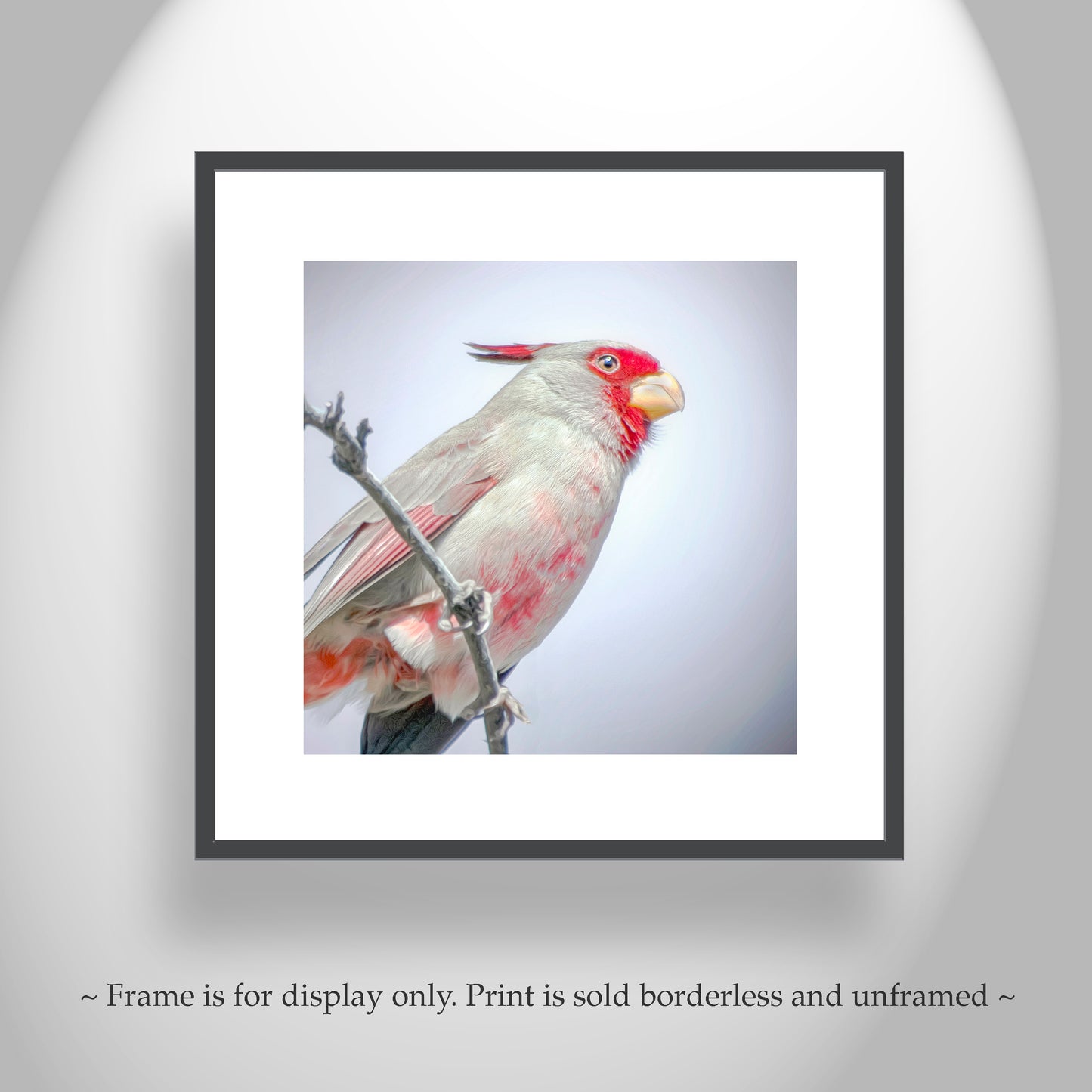 Pastel Bird Art with Desert Cardinal Pyrrhuloxia on Square Print