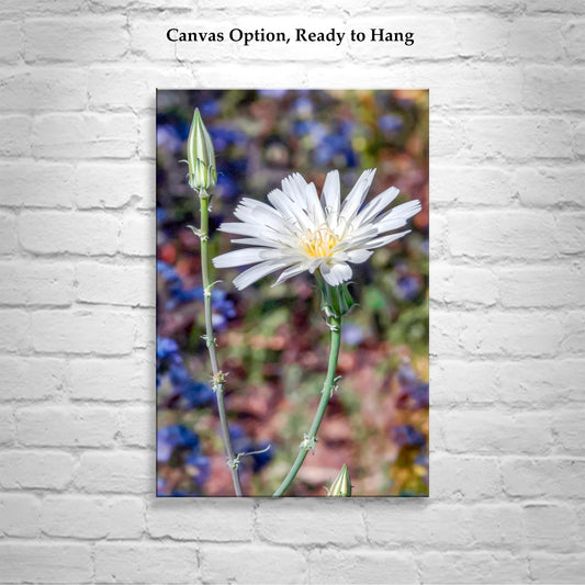 Arizona Canyon Wildflower Art as Floral Botanical Wall Decor