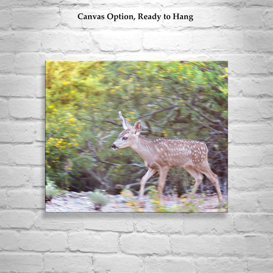 Desert Wildlife Art Photography with Wild Deer at Tucson Arizona