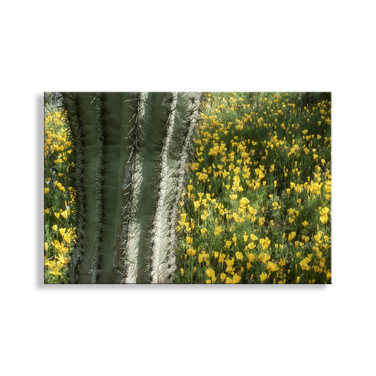 A cactus plant with spines and yellow flowers growing in the foreground, with a background of green grass and yellow flowers. Picacho Peak Arizona Desert Wildflower Art with Cactus