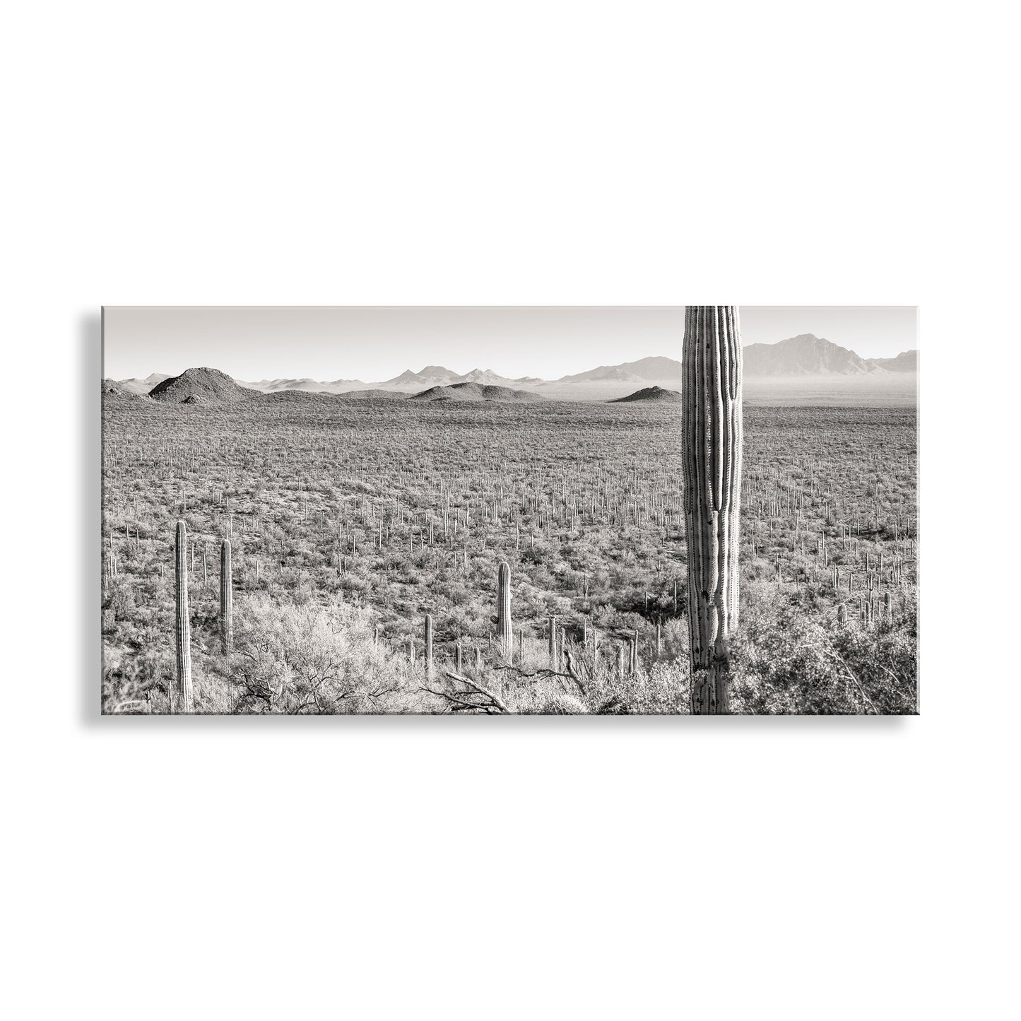 Desert Landscape Panoramic Art Print for Sale from Tucson Arizona USA