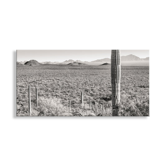 A black and white photograph of a desert landscape, with a tall cactus in the foreground and distant mountains visible in the background. Desert Panoramic Art | Tucson Arizona Landscape Sepia Print