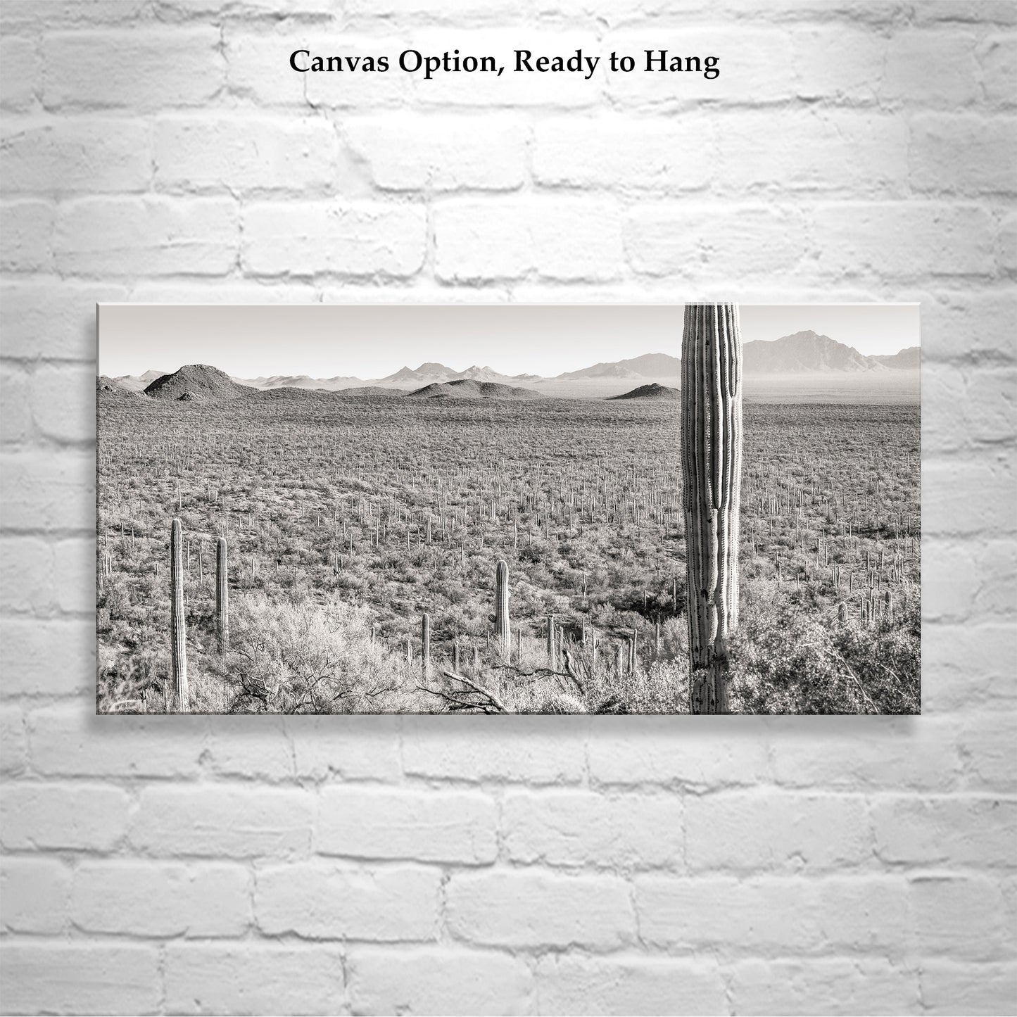 Desert Landscape Panoramic Art Print for Sale from Tucson Arizona USA