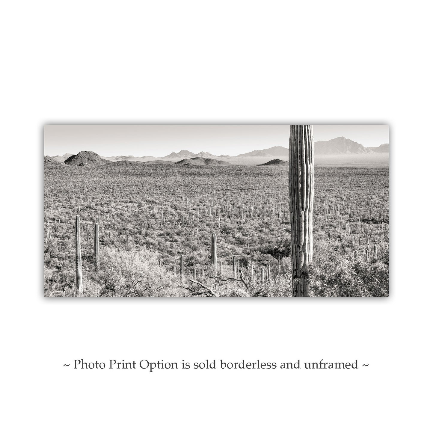 Desert Landscape Panoramic Art Print for Sale from Tucson Arizona USA