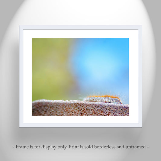 Caterpillar Insect Picture Nature Photography Art Print