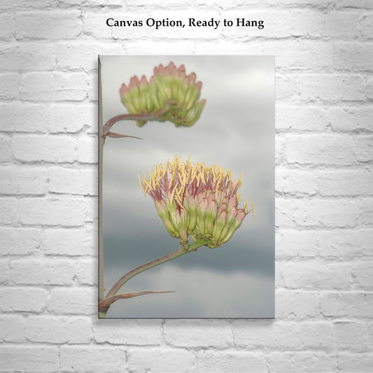 Agave Botanical Art with Southern Arizona Monsoon Flowers