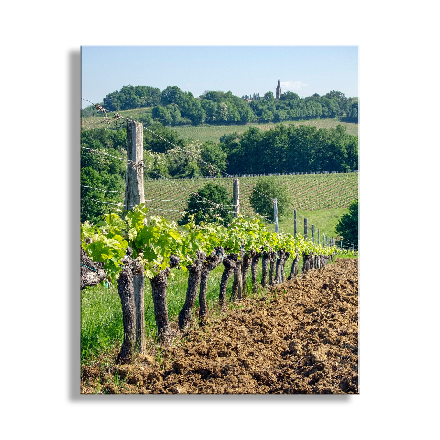 France Vineyard Picture at Bordeaux | Wine Country Landscape