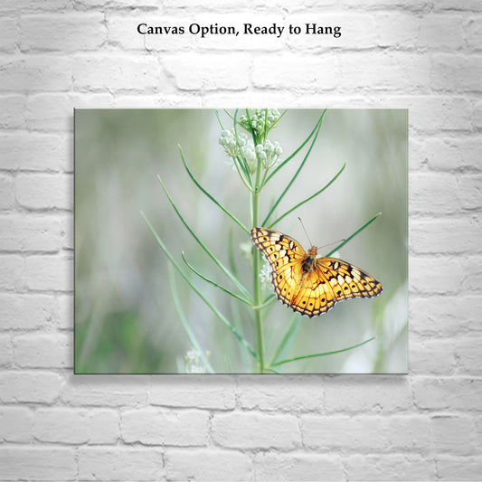 Golden Butterfly Wall Art on Photo Print or Mounted Canvas