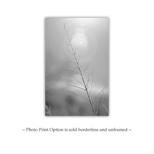 Winter Frost on Grass – Black & White Arizona Nature Print