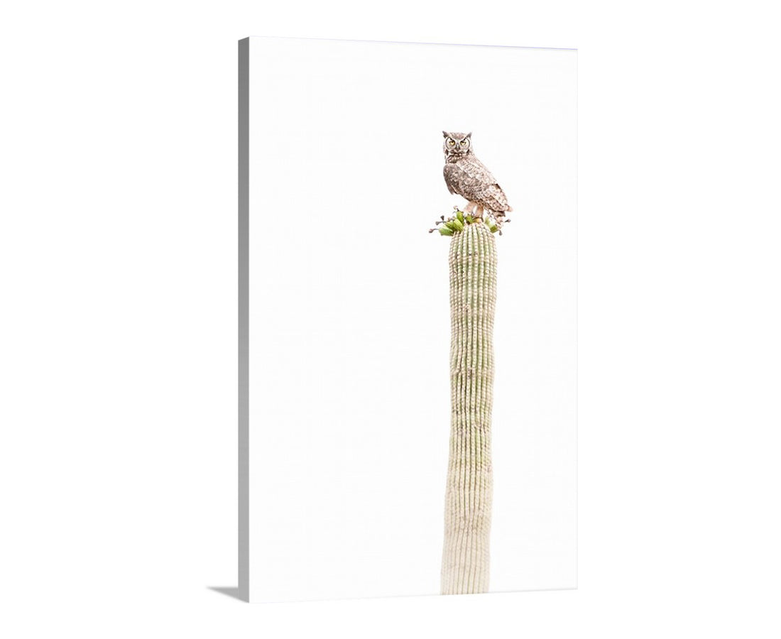 Owl Bird on Saguaro Cactus as Minimalist Desert Decor